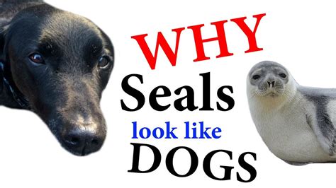 why are seals so similar to dogs
